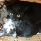 ちょっとビビりな兄妹猫です