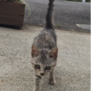 急【大切にしていただけるかた】