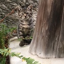 野良猫が子猫を産みました。