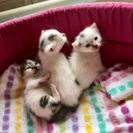 子猫の里親募集(残2匹)