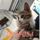 💖里親決定💖白キジ2匹