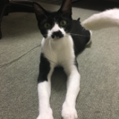 人間大好き甘えたの賢い猫ちゃんです