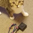 里親さがしてます