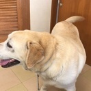 名犬