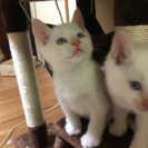 生後1ヶ月の子猫の里親さん募集
