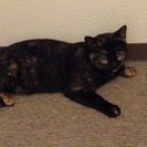 美猫サビ猫の里親さんを募集します！
