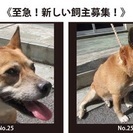 新しい飼い主さんが決まりました。ありがとうございました。