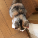 ペルシャとメインクーンの子供です。