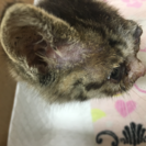 ⚠︎現在は既に病院で診てもらっています。子猫の里親急募です。