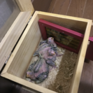 オカメインコの雛譲ります