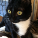 甘えん坊の黒猫ᒼᑋªⁿ♥︎