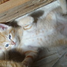 2017年5月生まれ