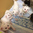 生後3週間の6兄弟