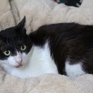 一緒にのんびり過ごしたい方にぴったりな大人猫さん