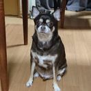 ﾁﾜﾜ♂の里親募集。
