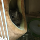 デグーです！！ お願い致します！！