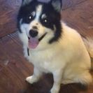 ハスキー♂とポメラニアン♀のMIXのポンスキー犬 2歳の男の子