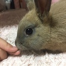 急募です🐰生後4ヶ月になるうさぎちゃんの家族になってくださる方、...