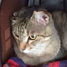 迷い猫保護してます ー経堂から豪徳寺で保護ー