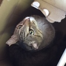 迷い猫保護してます ー経堂から豪徳寺で保護ー − 東京都