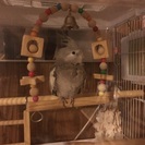 オカメインコの里親さんを募集します。