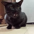 保護中の人懐こい黒猫くん - 五島市