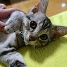 キジ猫？白 3-4ヵ月