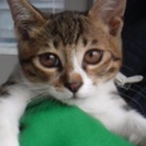 里親決定！有難うございました！保健所収容‼︎生後4カ月の子猫ちゃ...