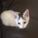 頭の模様がチャーミングな白子猫