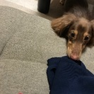 生後9ヶ月のダックス オス