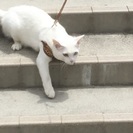 探してます  名古屋市緑区南陵 - 手伝って/助けて