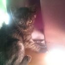 ２ヶ月の子猫です