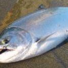 釣り友,情報交換(^o^)
