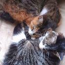 2匹、猫ミックス姉妹1歳くらいです。