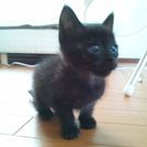 子猫の里親を探してます