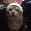 ネコ好きの集まり