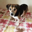 迷子犬♀知りませんか？
