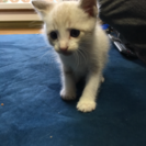 子猫の里親さん募集です