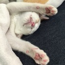 生後３カ月の白猫の男の子です☆ - 猫