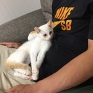 生後３カ月の白猫の男の子です☆ − 大阪府