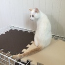 生後３カ月の白猫の男の子です☆ - 里親募集