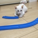 生後３カ月の白猫の男の子です☆ - 泉南郡