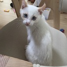 生後３カ月の白猫の男の子です☆