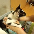 再投稿!!  幸運のカギシッポちゃん☆人なつっこい丸柄入りの可愛い仔猫ちゃん♂ - 杵築市