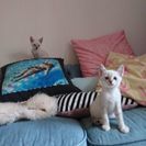 ２ヶ月の白猫兄妹
