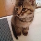 かわいいオスの子猫です