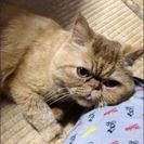 猫の住む家！安くて楽しいシェアハウス - 不動産