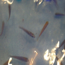 【土日のみでもOK】イベントスタッフ Fish Spa 時給１０００円の画像