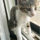 3ヶ月の可愛い仔猫ちゃん