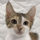 生後2.5カ月の美人三毛子猫